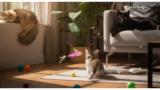 猫の飼い方ガイド